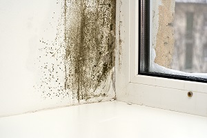 Mold growth in home near a window.