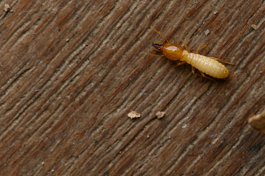 A close-up image of a termite on a piece of wood, used to portray what a termite report entails.